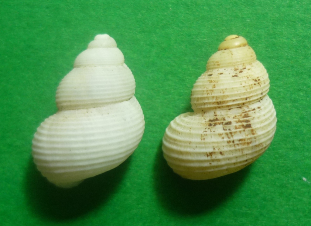 pomatias sulcatus sulcatus o sulcatus panormitanus?